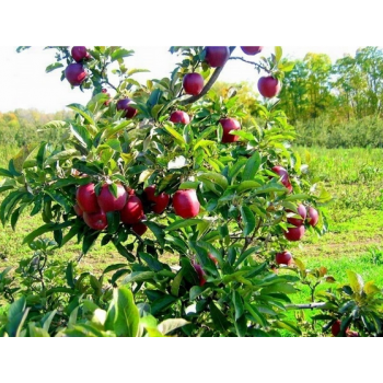 JABŁOŃ RED DELICIOUS słodkie chrupiące odporna - sadzonki 110 / 140 cm